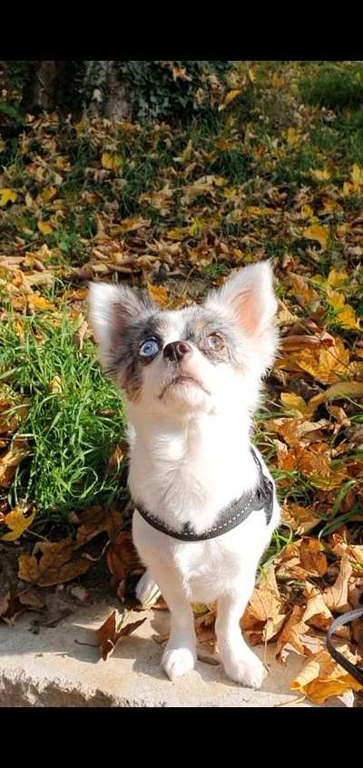 Hundetreffen-Casual walks in der Oberstadt-Bild