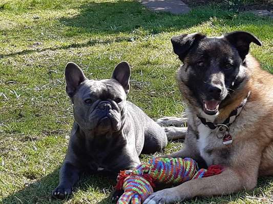 Zeigt her eure Frenchi-Beitrag-Bild