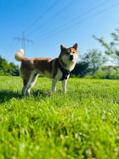 Shiba - Eltern-Beitrag-Bild