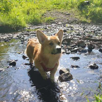 Hundetreffen-Scotty sucht neue Freunde 🐶-Bild