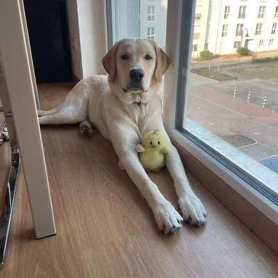 Hundetreffen-Gemeinsame Spielrunde mit Retriever Mix-Bild