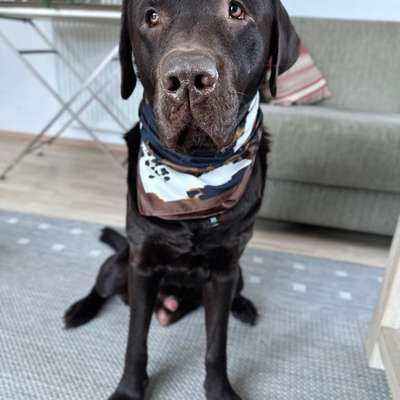 Hundetreffen-Suche einen passenden Buddy für meinen energiegeladenen, sozialen Labrador-Bild