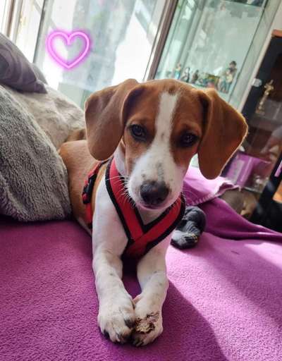 Eingewöhnung von Hunden aus Rumänien-Beitrag-Bild