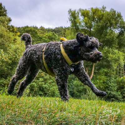 Fotochallenge 66 ~ Rennaction -Zeig deinen Hund im Lauf-Beitrag-Bild