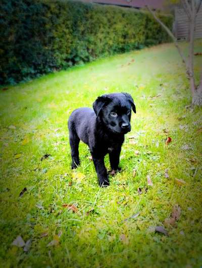 Australian Shepherd Mix-Beitrag-Bild