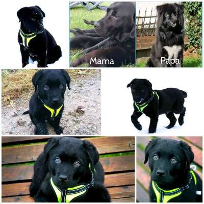 Australian Shepherd Mix-Beitrag-Bild