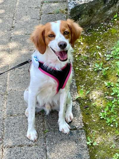 Mischlingshunde Foto Aufruf-Beitrag-Bild