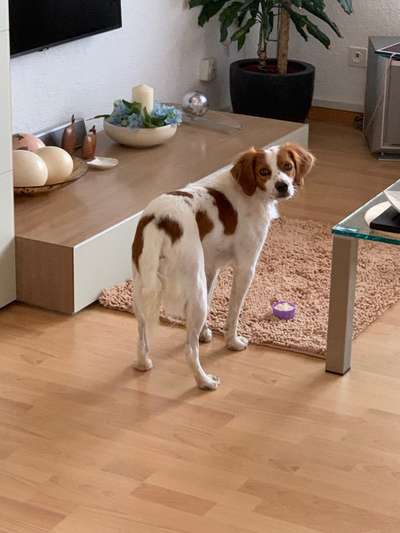 Mischlinge raten - Rätselspaß-Beitrag-Bild