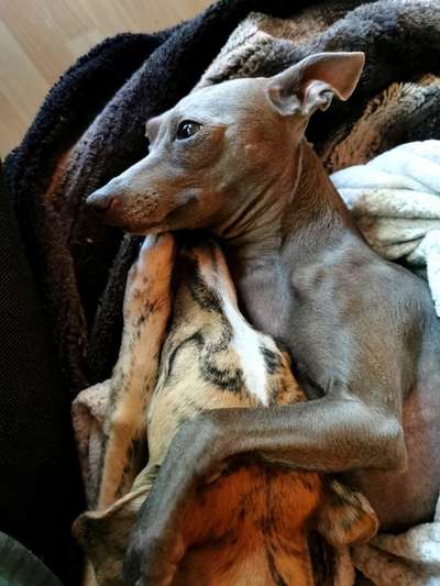 Windhunde - Treffen der besonderen Schönheiten
HERZLICH WILLKOMMEN-Beitrag-Bild