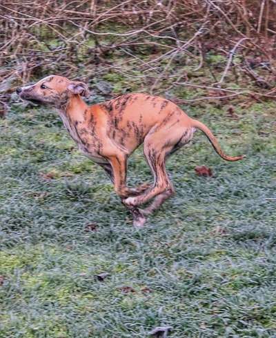 Welpen Bilder !-Beitrag-Bild