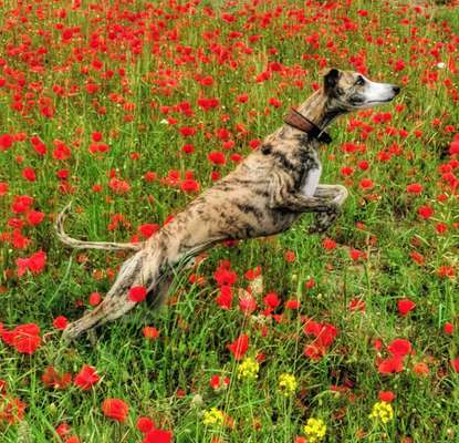 Die Dogorama Monats Challenge "Es grünt und blüht"-Beitrag-Bild