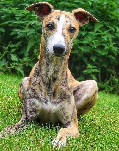 Die Dogorama Kalender Challenge Titelbild-Beitrag-Bild