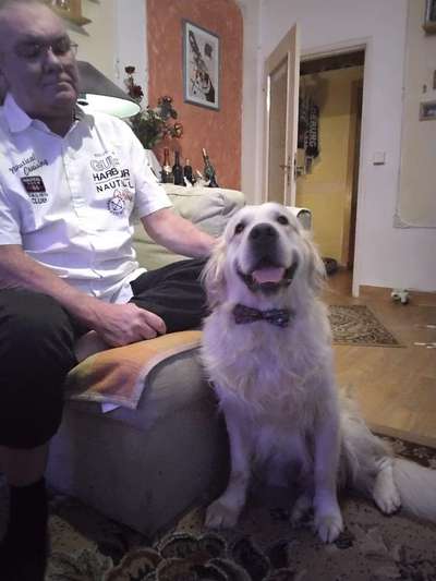 Golden Retriever-Beitrag-Bild