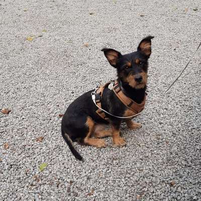 Hundetreffen-Treffen-Profilbild