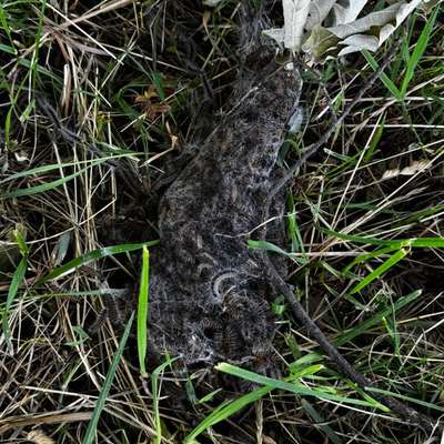 Giftköder-Eichenprozessionsspinner Nest Boden-Bild