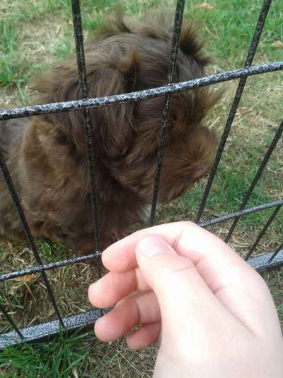 Welpen Bilder !-Beitrag-Bild