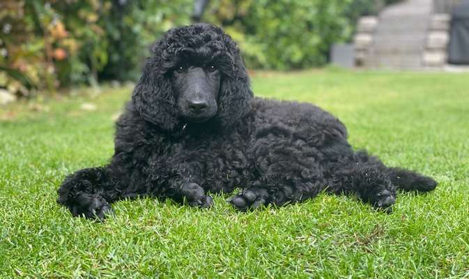 Die Dogorama Kalender Challenge Titelbild-Beitrag-Bild