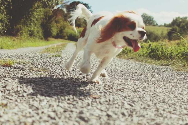 Challenge 23 : "  Euer Hund beim Frühlingserwachen "-Beitrag-Bild