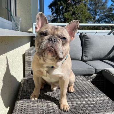 Hundetreffen-Frenchie-Treff BN/SU-Bild