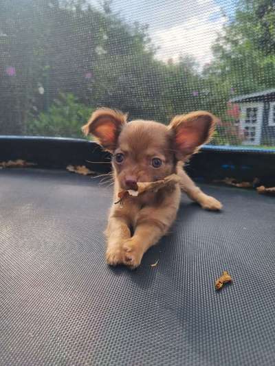 Die Dogorama Kalender Challenge Titelbild-Beitrag-Bild