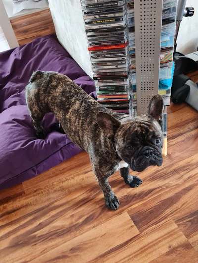 Zeigt her eure Frenchi-Beitrag-Bild