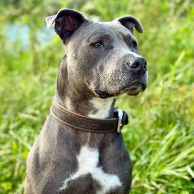 Hundetreffen-Spiel „Buddy“ gesucht/geboten-Bild