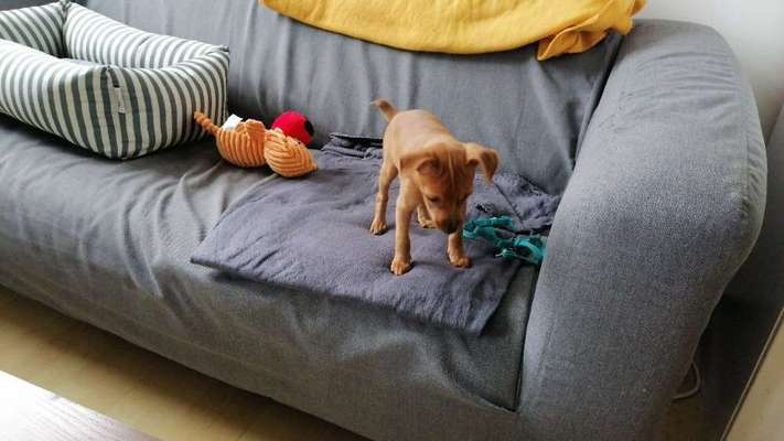 Welpen Bilder !-Beitrag-Bild