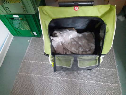 Tagesgestaltung mit Welpe-Beitrag-Bild