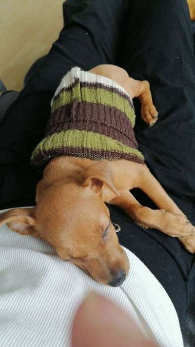 Welpen Bilder !-Beitrag-Bild