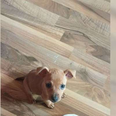 Welpen Bilder !-Beitrag-Bild