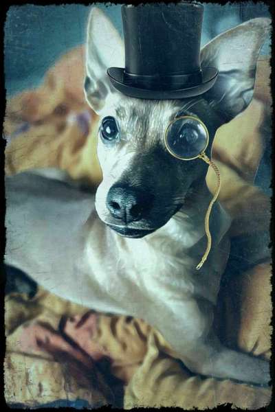 Der Hund als Cartoon-Beitrag-Bild