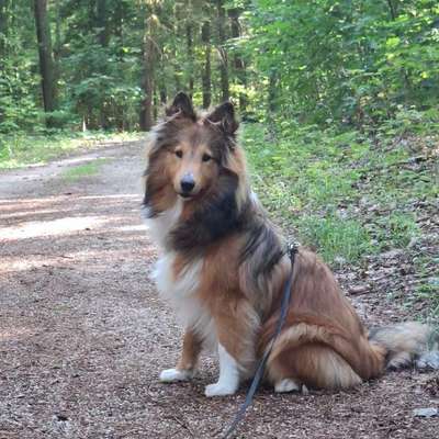 Hundetreffen-Gassirunde mit Spielen-Bild
