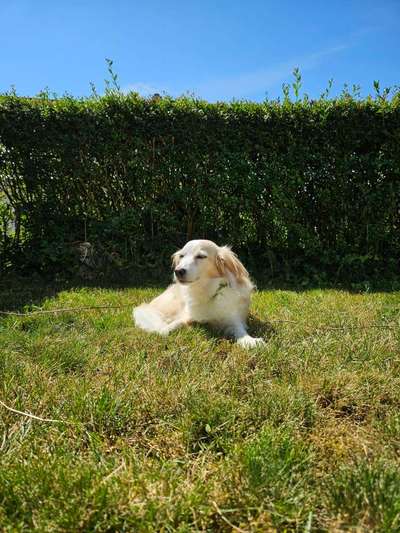 Wie kamst du zu deinem Hund?-Beitrag-Bild