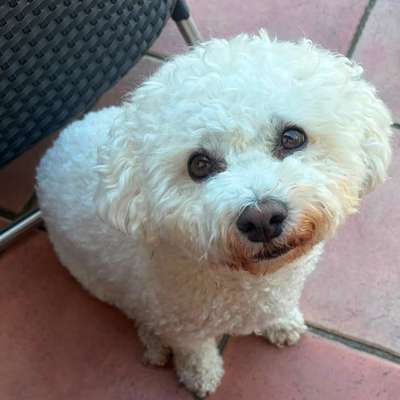 Hundetreffen-Gassi- und Spielrunden-Bild
