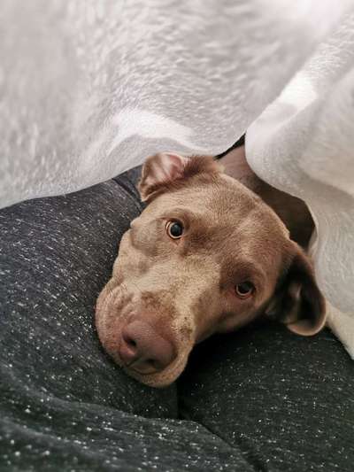 eure Spitznamen für die Vierbeiner-Beitrag-Bild