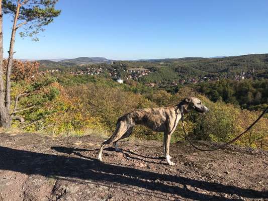 Whippet-Beitrag-Bild