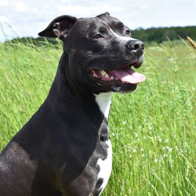 Hundetreffen-Gemeinsame Gassirunden☺️-Bild