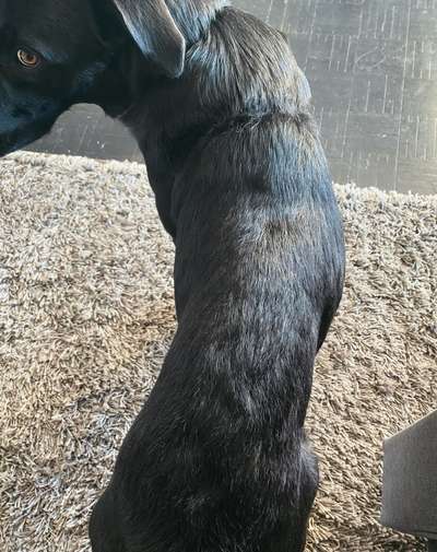 Balu nimmt nicht richtig zu-Beitrag-Bild