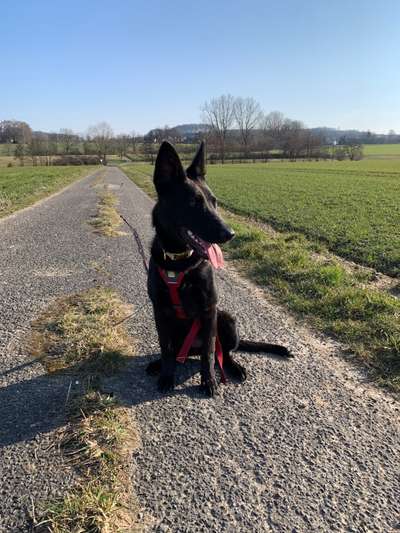 Dogorama Photo Challenge - Der Frühling kommt-Beitrag-Bild