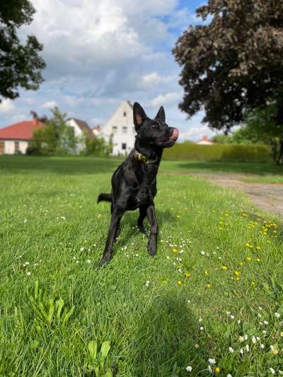 Tongue Out Tuesday-Beitrag-Bild