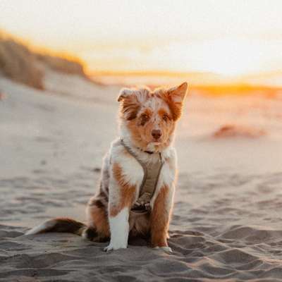 Hundetreffen-Training und Social Walk-Bild