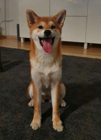 Seltene Rassen!-Beitrag-Bild