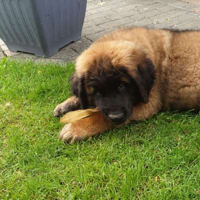 Welpen Bilder !-Beitrag-Bild