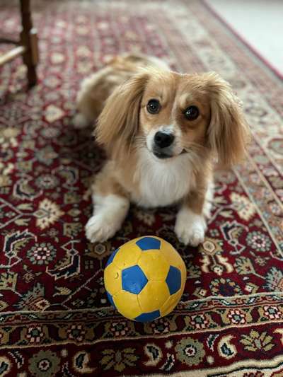 Hundetreffen-Gassitreffen-Bild