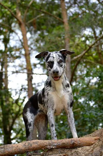 Mischlinge raten - Rätselspaß-Beitrag-Bild