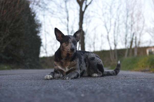Mischlinge raten - Rätselspaß-Beitrag-Bild