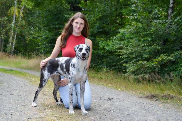 Hundetreffen-Treffen zum Spielen oder Spazierengehen-Bild