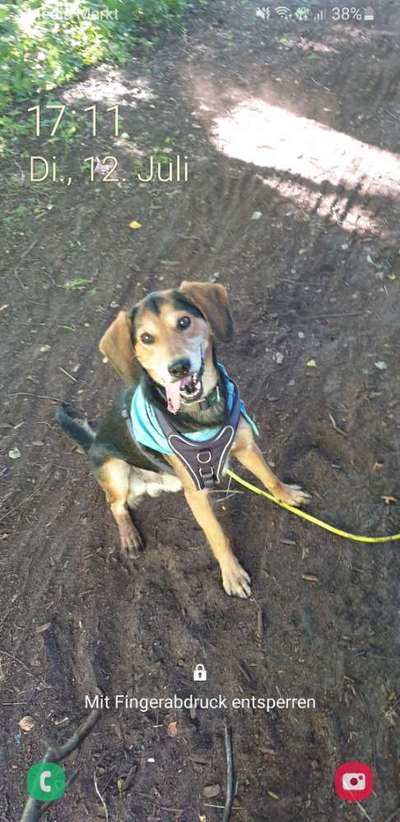 Mischlingshunde Foto Aufruf-Beitrag-Bild