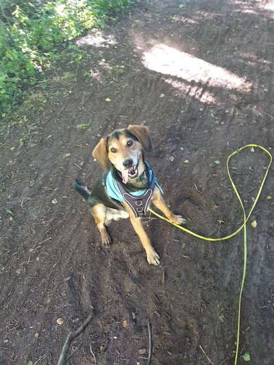 Russische Jagdhunde (Bracke) oder andere-Beitrag-Bild