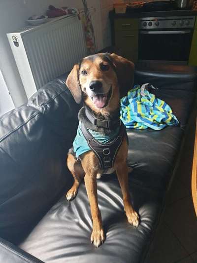 Mischlinge raten - Rätselspaß-Beitrag-Bild